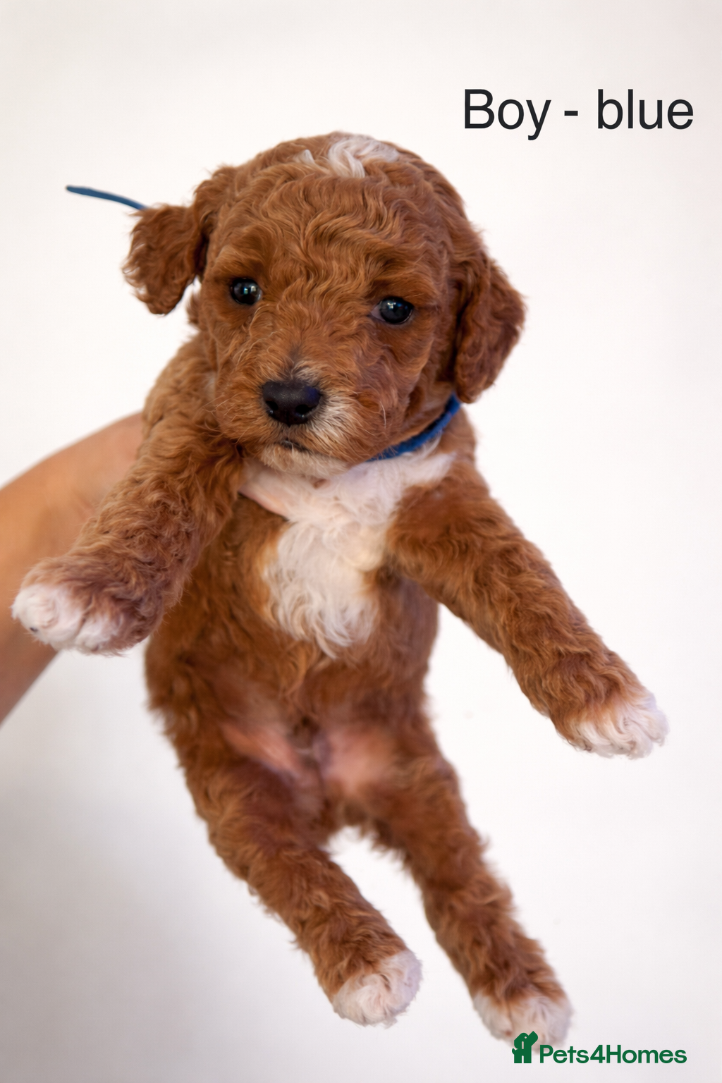 Cockapoo dogs Beautiful litter of F1B cockapoos - Advert 5