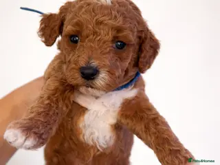 Cockapoo dogs Beautiful litter of F1B cockapoos - Advert 7