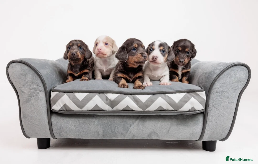 Miniature Dachshund dogs for sale: Mini dachshunds - Advert 1