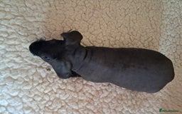 Guinea Pig rodents for sale: BEAUTIFUL BABY SKINNY PIGS  - Image 1