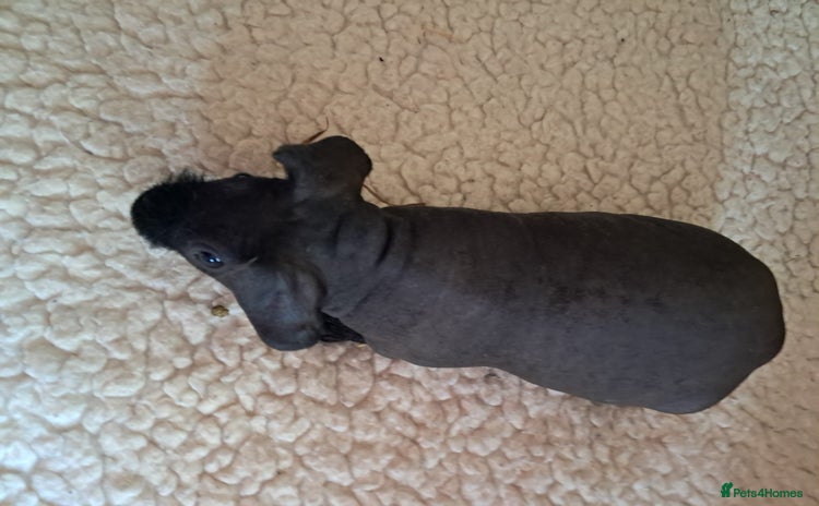 Guinea Pig rodents for sale - Advert 1