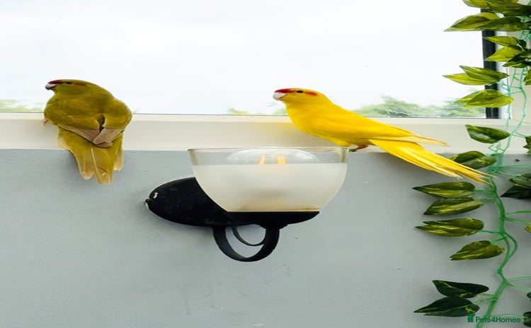 Parrots birds - Advert 1