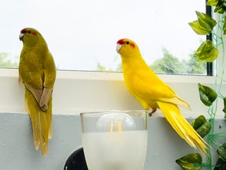 Parrots birds - Advert 31