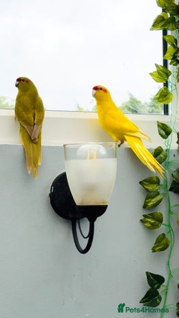 Parrots birds - Advert 6