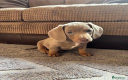 Miniature Dachshund dogs for sale: ❤️❤️⭐️Miniature dachshund⭐️❤️❤️ - Image 23