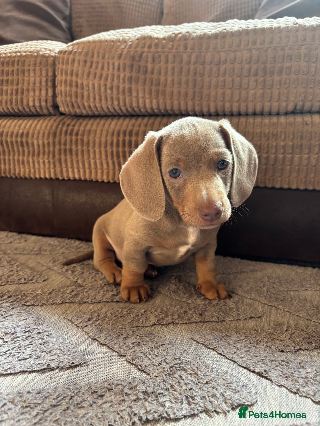 Miniature Dachshund dogs for sale: ❤️❤️⭐️Miniature dachshund⭐️❤️❤️ - Image 23