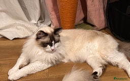 Ragdoll cats for sale:  Rehoming Ragdoll Cats. Indoor Homes Onlyz  - Image 10