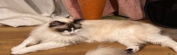 Ragdoll cats for sale:  Rehoming Ragdoll Cats. Indoor Homes Onlyz  - Advert 10