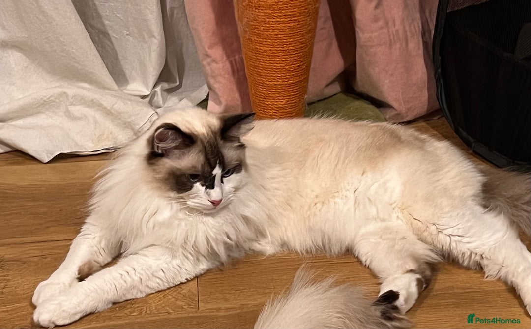 Ragdoll cats for sale:  Rehoming Ragdoll Cats. Indoor Homes Onlyz  - Image 10
