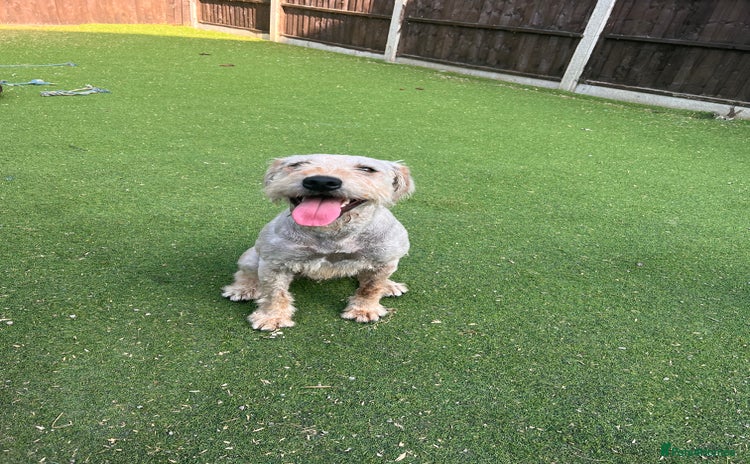 Soft Coated Wheaten Terrier dogs - Advert 1