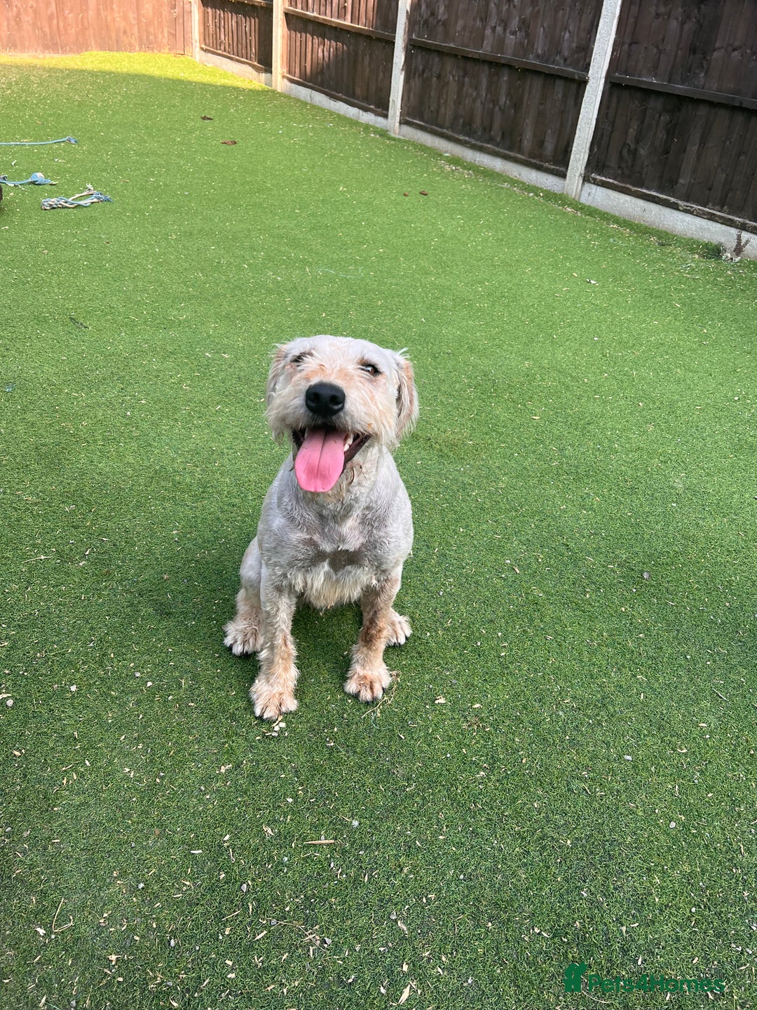 Soft Coated Wheaten Terrier dogs for sale: Irish Wheaton terrier  - Image 1