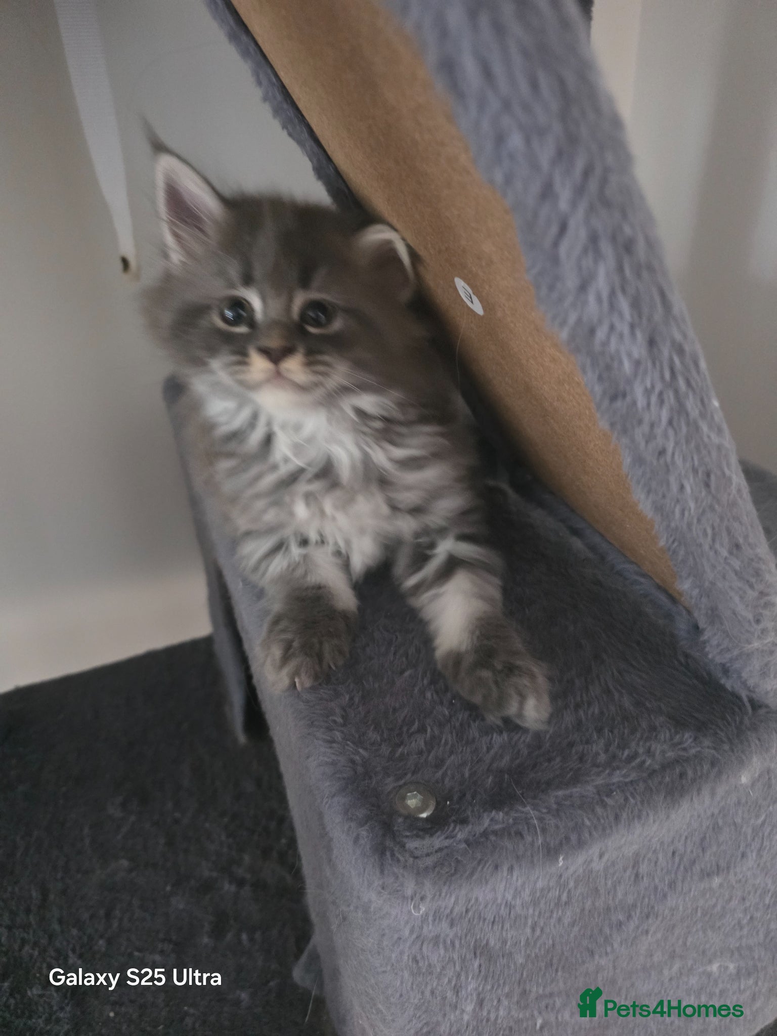 Maine Coon cats  Pure Maine coon kittens ready now  - Advert 8