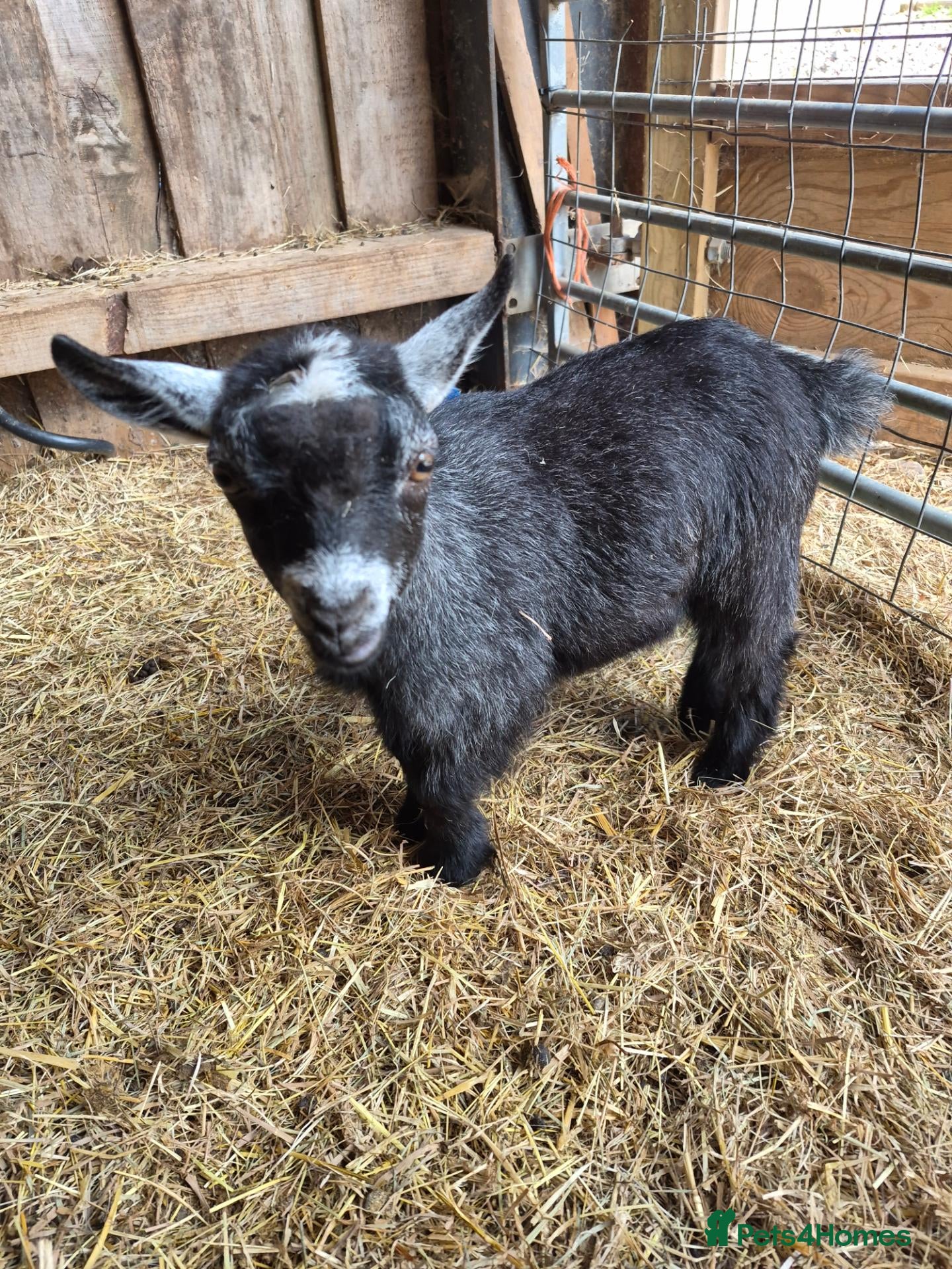 Goats livestock Disbudded wether PYGMY GOAT kid - Advert 6