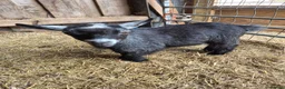 Goats livestock for sale: Disbudded wether PYGMY GOAT kid - Advert 1
