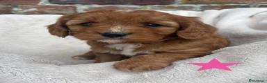 Cavapoo 3