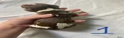 English Springer Spaniel dogs for sale: Springer spaniel puppies  - Advert 27
