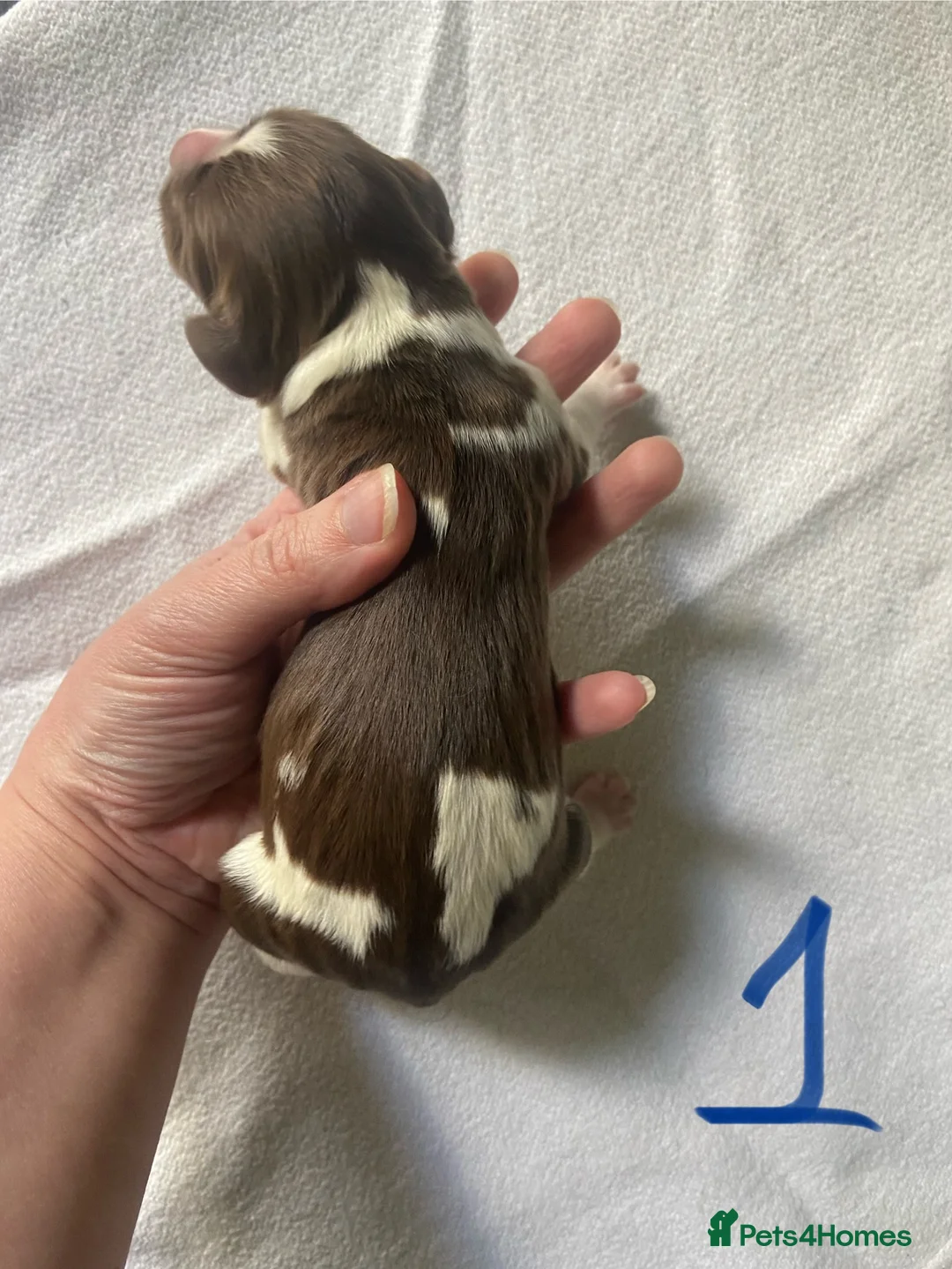 English Springer Spaniel dogs for sale: Springer spaniel puppies  - Advert 27