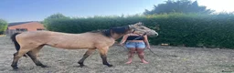 Other Breed horses for sale: 2 year old Dun - Advert 3