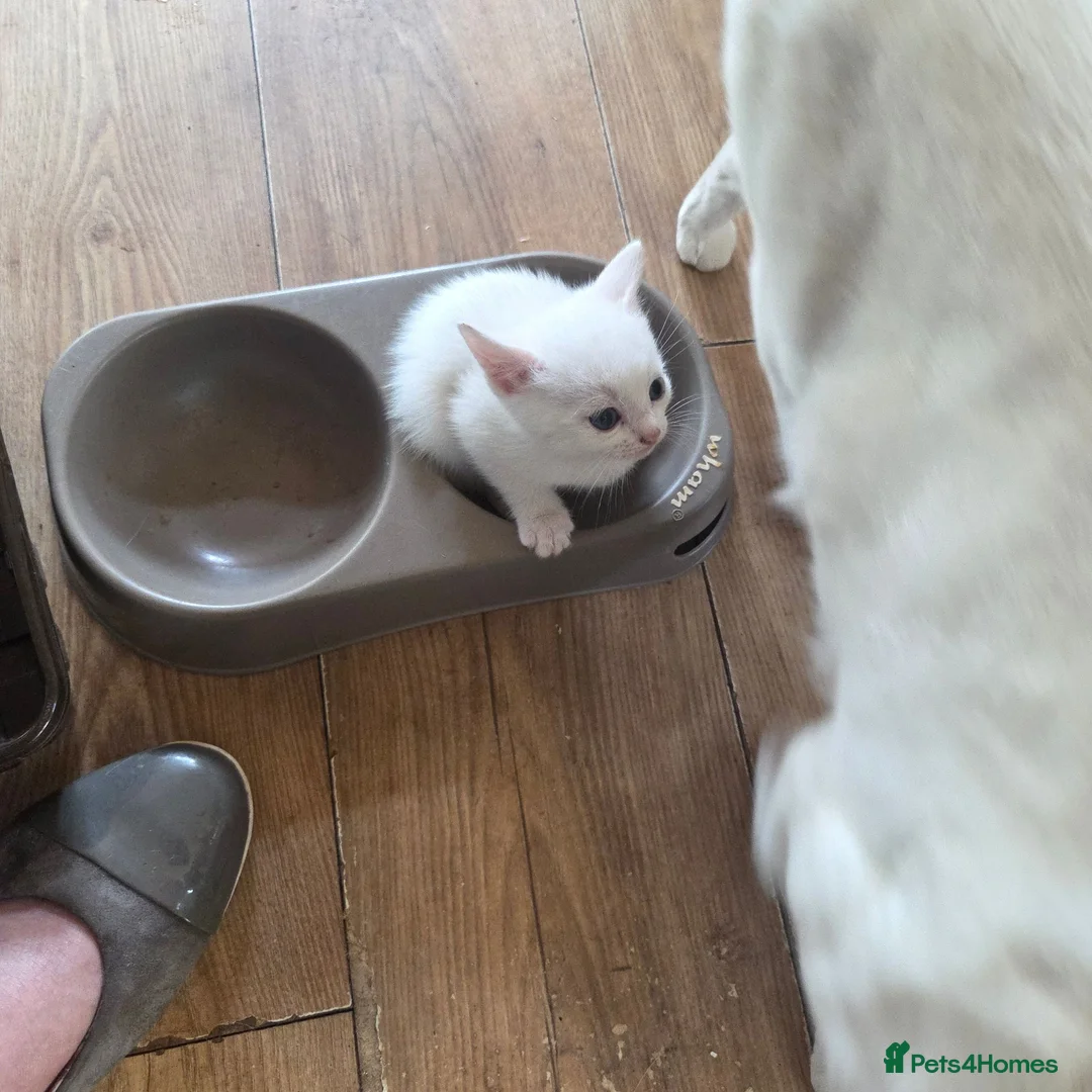 British Shorthair cats for sale: British Shorthair kittens  - Advert 9