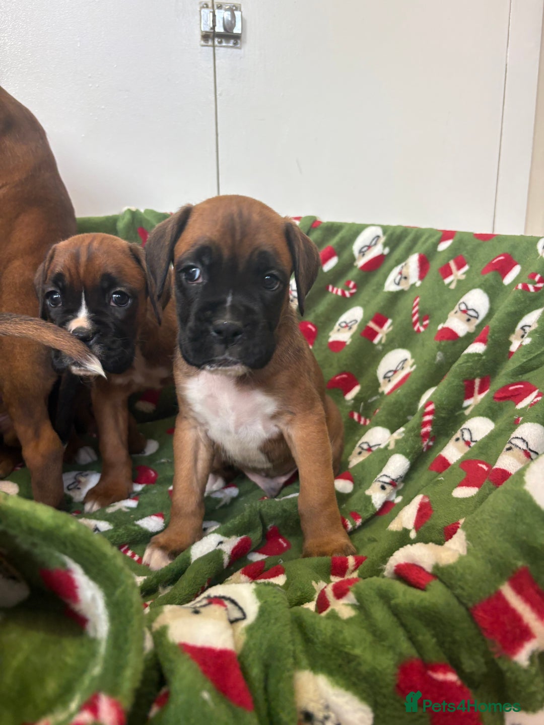 Boxer dogs for sale: Boxer puppy’s  - Advert 13