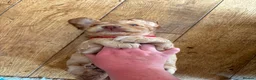 Cocker Spaniel dogs for sale: KC REGISTERED WORKING COCKER SPANIEL PUPPIES  - Advert 9