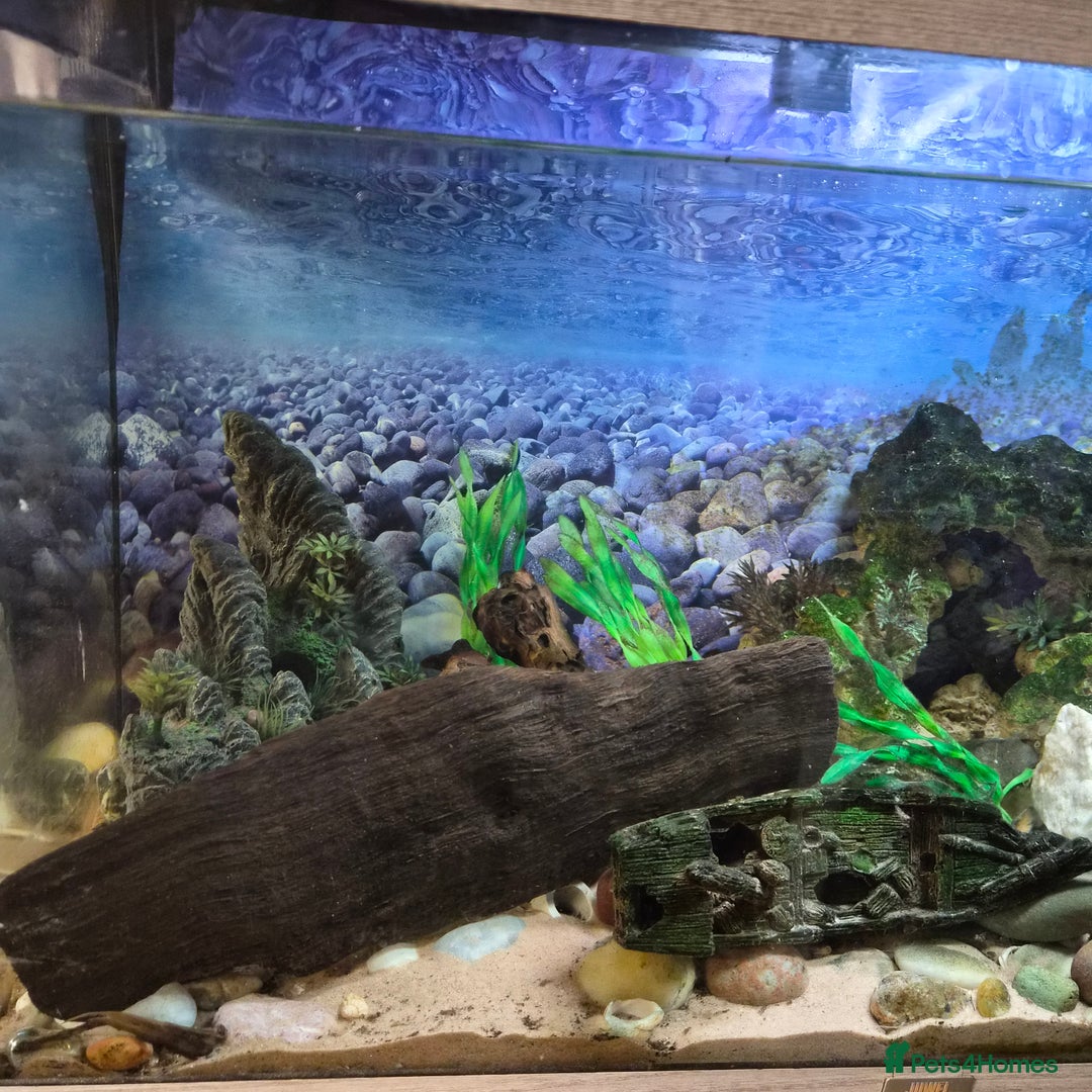 Loaches fish for sale: Tropical aquarium plus fish, Shrimp and snails - Advert 4