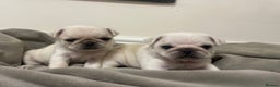 Pug dogs for sale: Beautiful pugs  - Advert 5