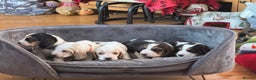 Basset Hound dogs for sale: Basset Hound Pups Top Quality - Advert 2