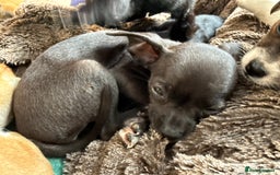 Chihuahua dogs for sale: Chihuahua X Puppies - Image 24
