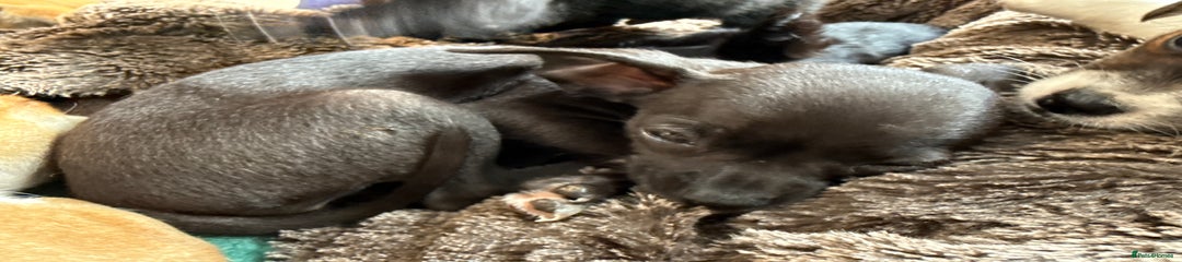 Chihuahua Puppy 10