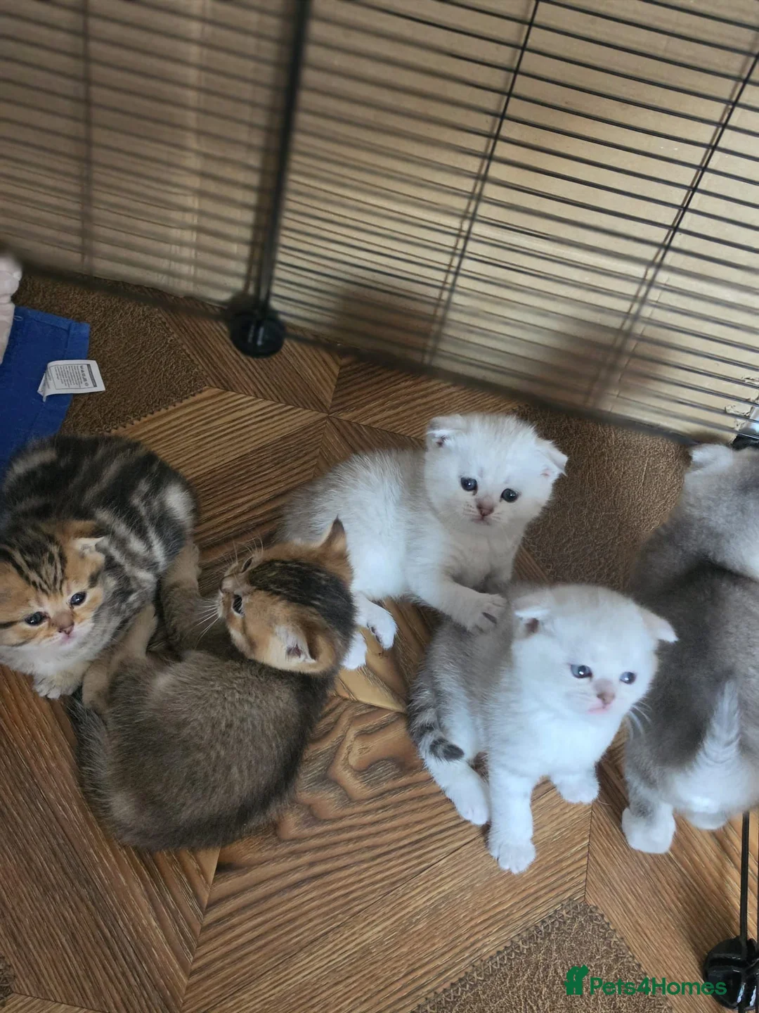 British Shorthair cats for sale: 💞Lovely kittens in beautiful colours🩵 booking - Advert 14