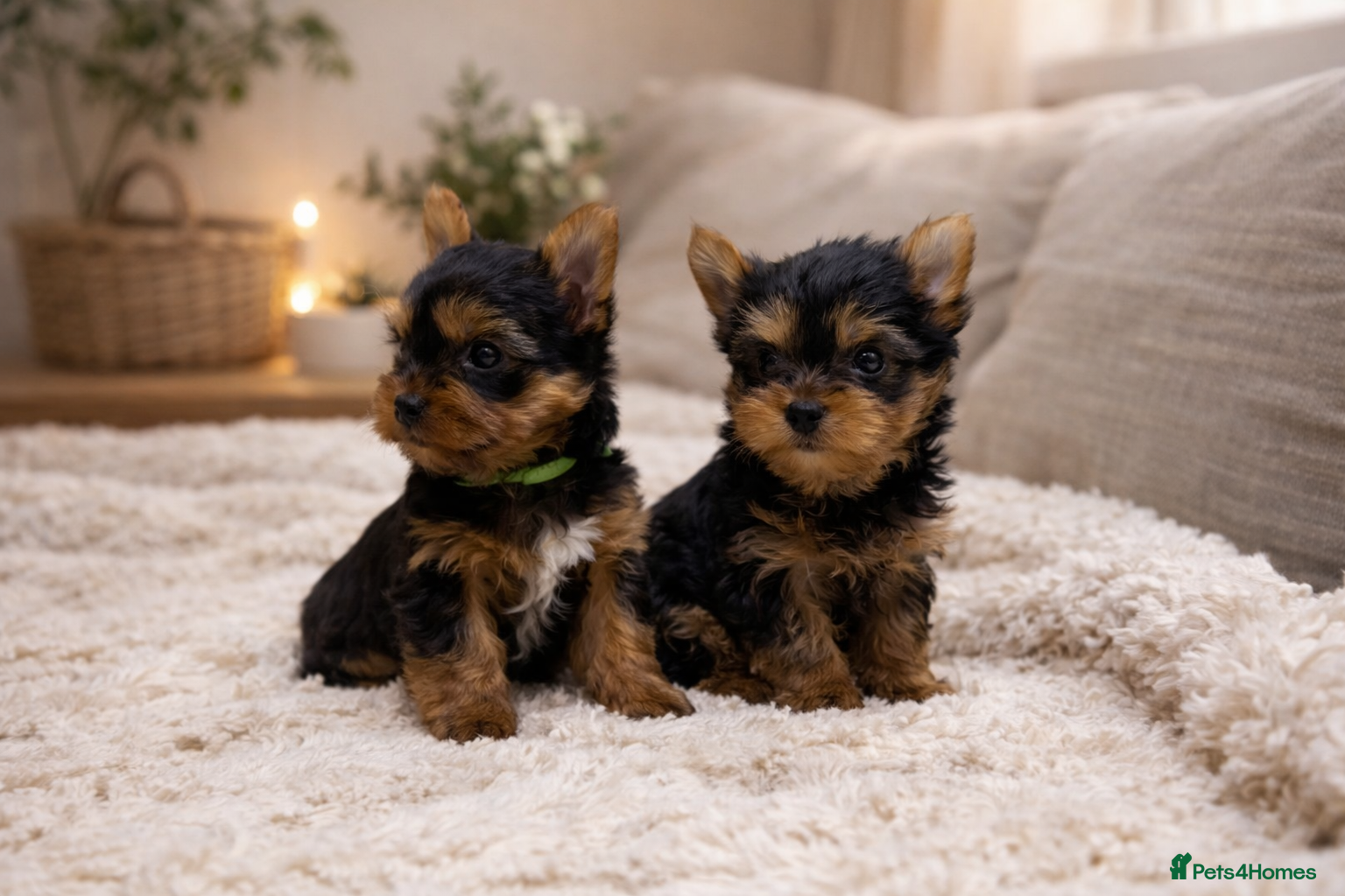 Yorkshire Terrier dogs 2 BOYS YORKIE PUPPIES - Advert 6
