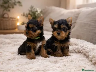 Yorkshire Terrier dogs 2 BOYS YORKIE PUPPIES - Advert 6