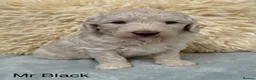 Goldendoodle dogs for sale: Fabulous Goldendoodle Puppies  - Advert 3