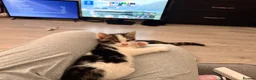 Mixed Breed cats for sale: 4 Beautiful Kittens are available to move in! - Advert 16