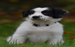 Sprollie dogs for sale: 7 Sprollie X Border Collie pups READY NOW - Image 15