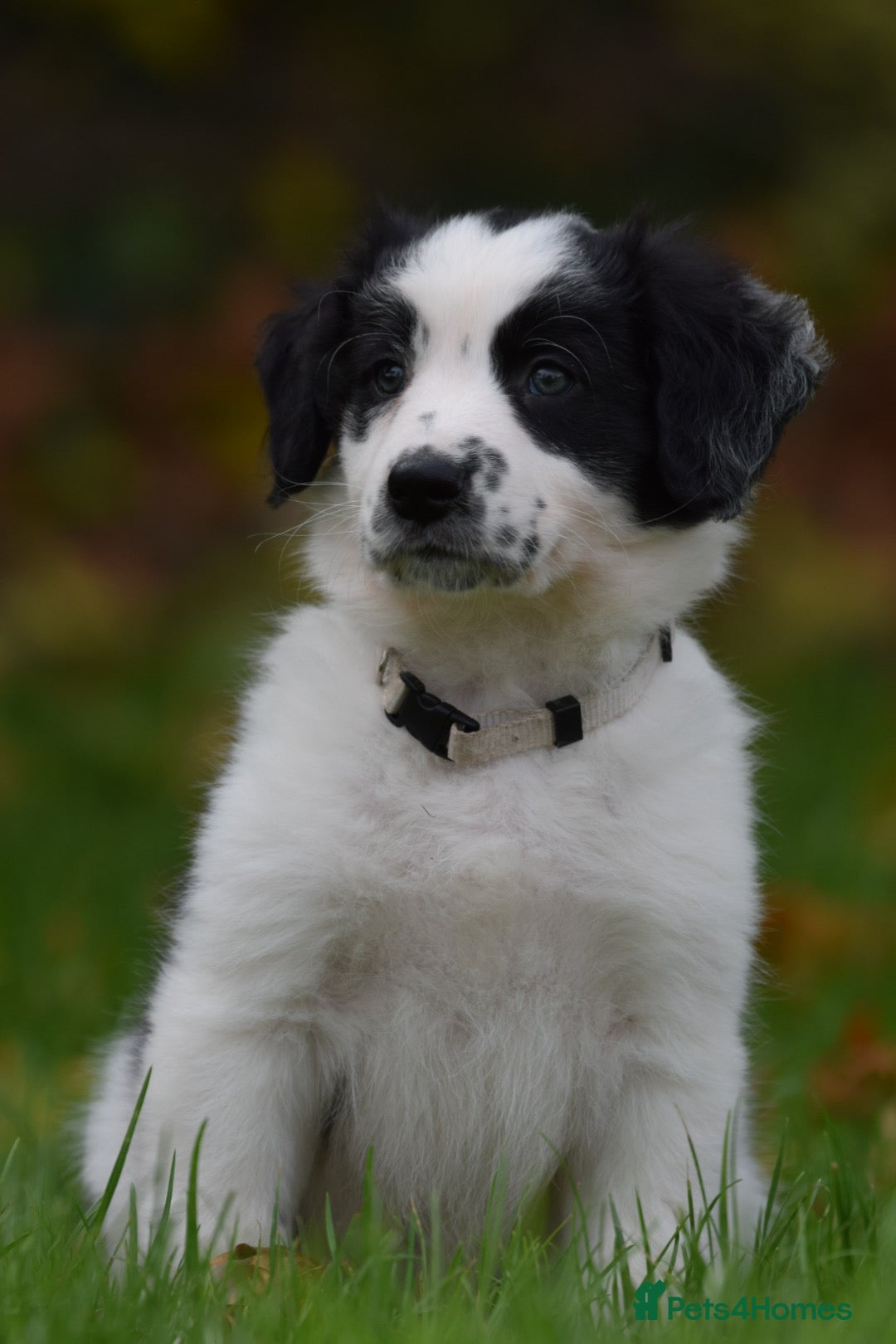 Sprollie dogs for sale: 7 Sprollie X Border Collie pups READY NOW - Image 15