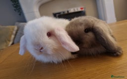 Mini Lop rabbits for sale: 3 lovely mini lop rabbits - Image 6