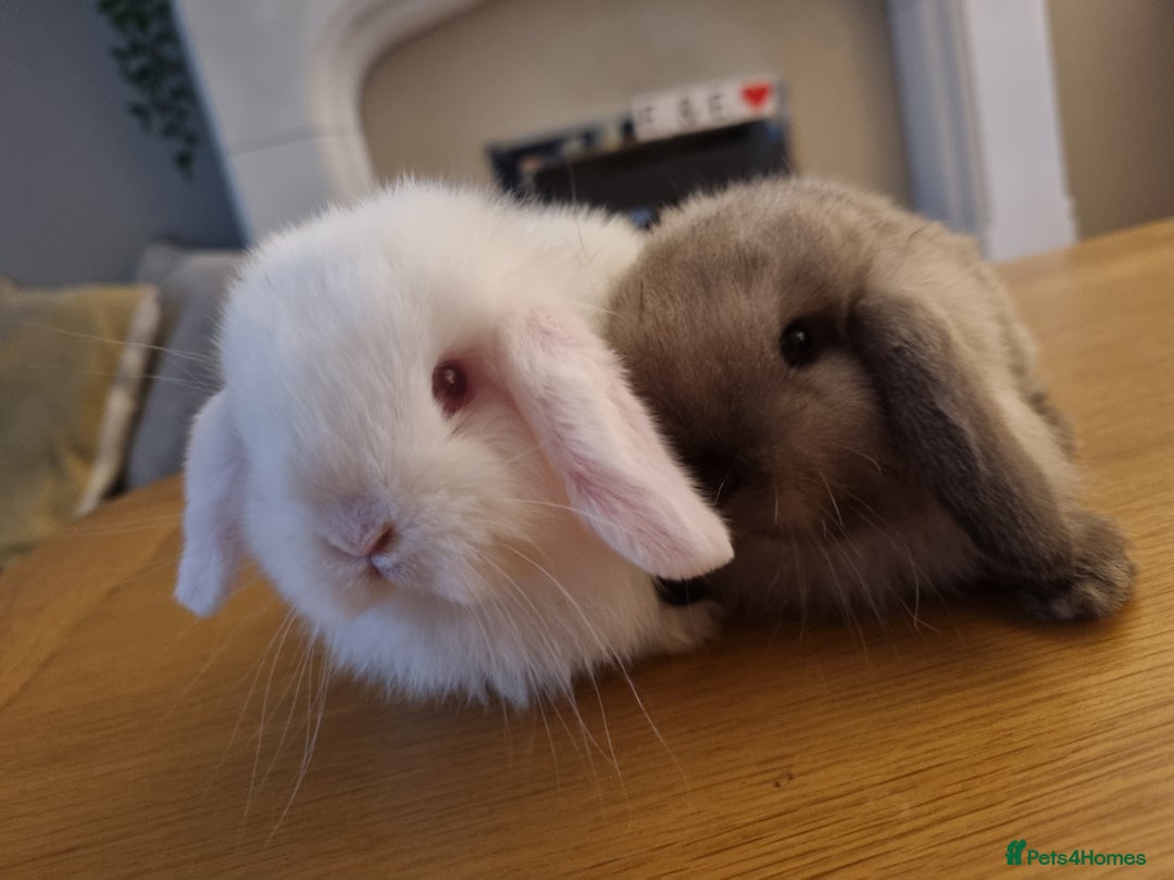 Mini Lop rabbits for sale: 3 lovely mini lop rabbits - Image 6