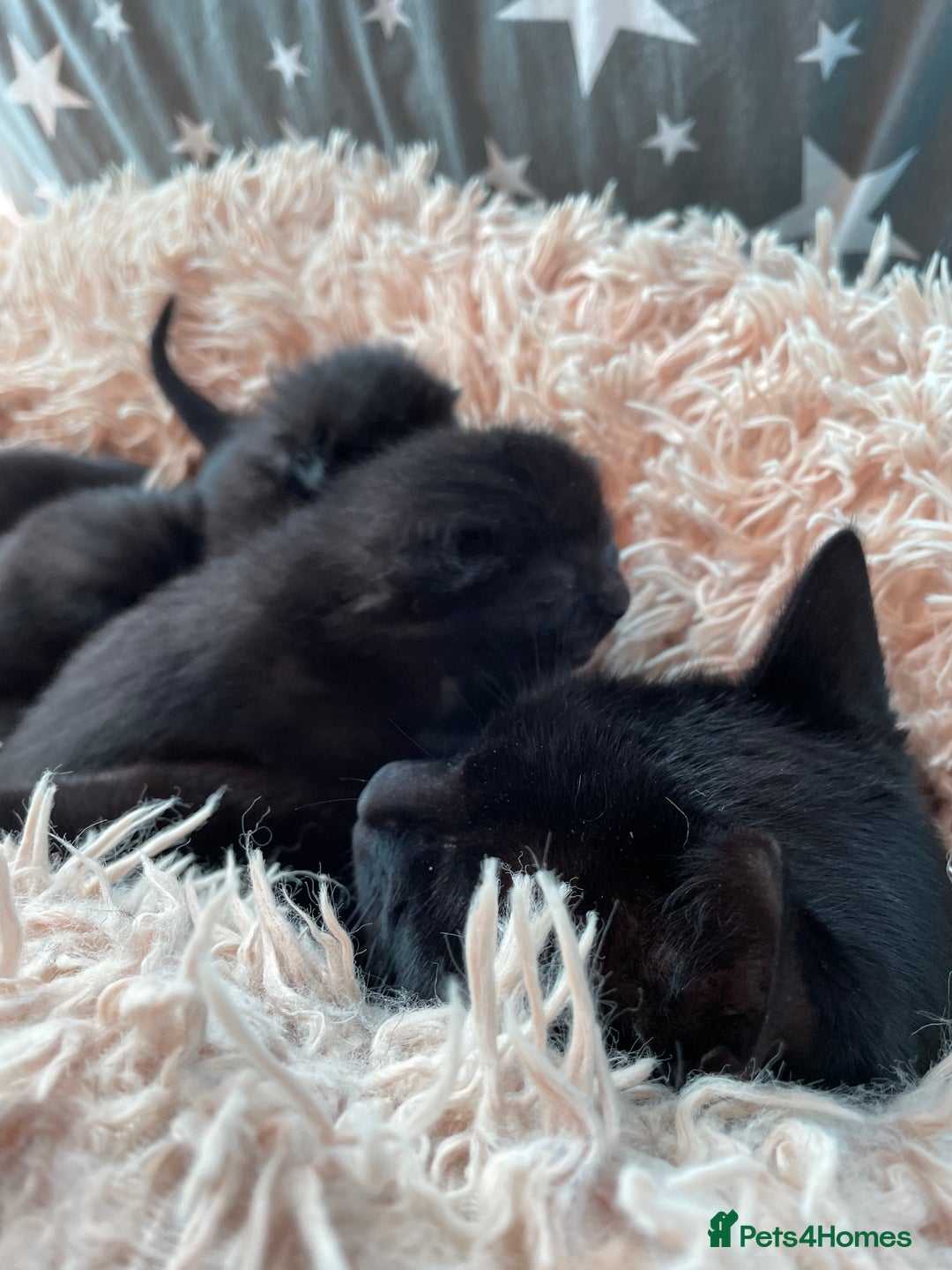 British Shorthair cats for sale: ⭐️🐈‍⬛READY NOW!! British SH Black Kittens⭐️🐈‍⬛ - Image 4