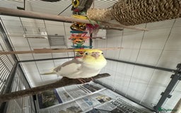 Cockatiels birds for sale: Cockatiel chicks  - Image 10