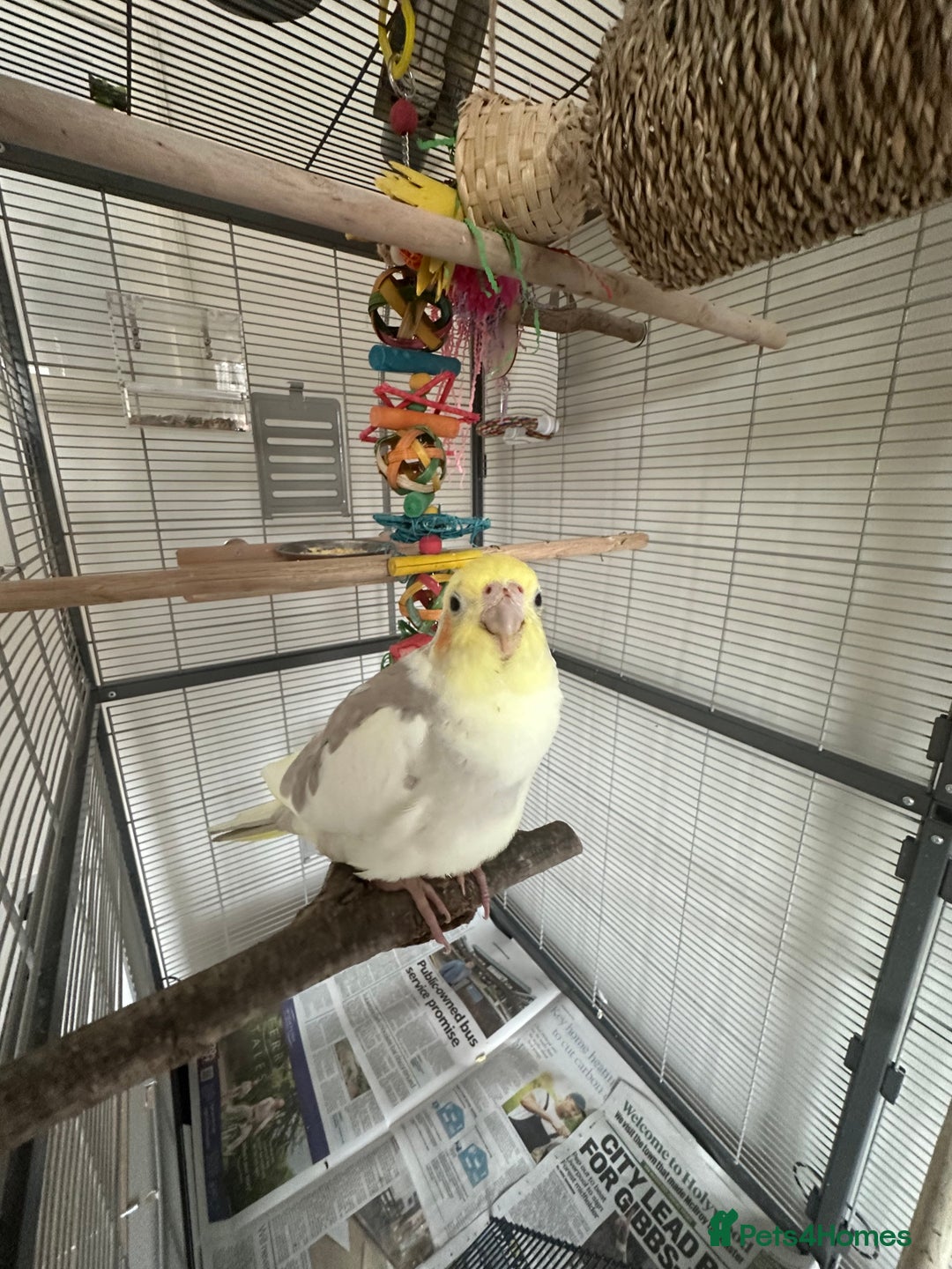 Cockatiels birds for sale: Cockatiel chicks  - Image 10