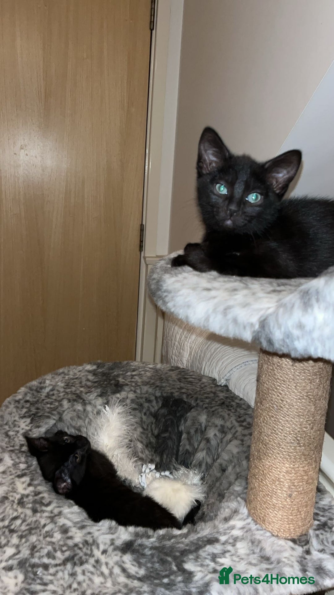Mixed Breed cats for sale: 3 lovely kittens ready for their new homes 🥰 - Advert 11