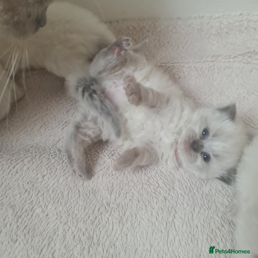 Ragdoll cats for sale: Pure ragdoll kitten LAST FEMALE AVAILABLE  - Advert 11
