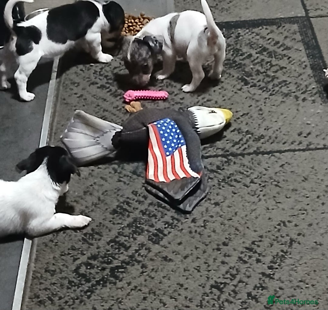 Jack Russell dogs for sale: Jack Russell puppies - Advert 4