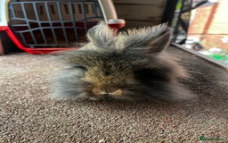 Lionhead rabbits for sale: Netherland dwarf X Lionhead  - Image 4