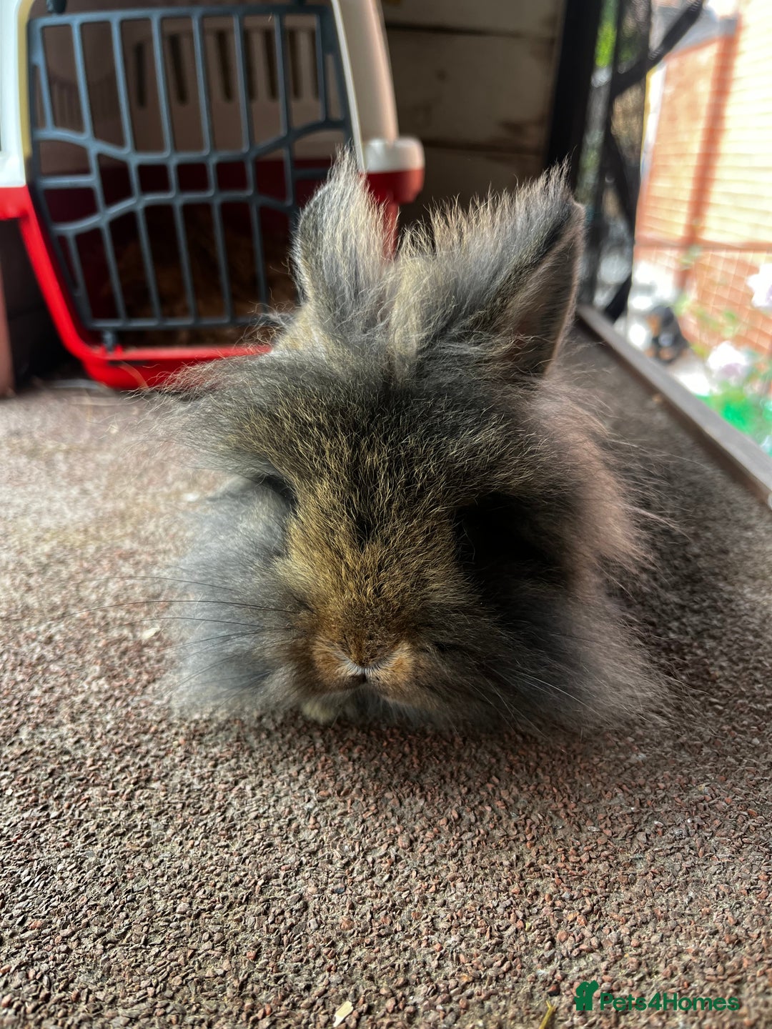 Lionhead rabbits for sale: Netherland dwarf X Lionhead  - Image 4