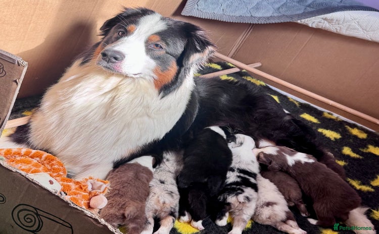 Australian Shepherd dogs - Advert 5