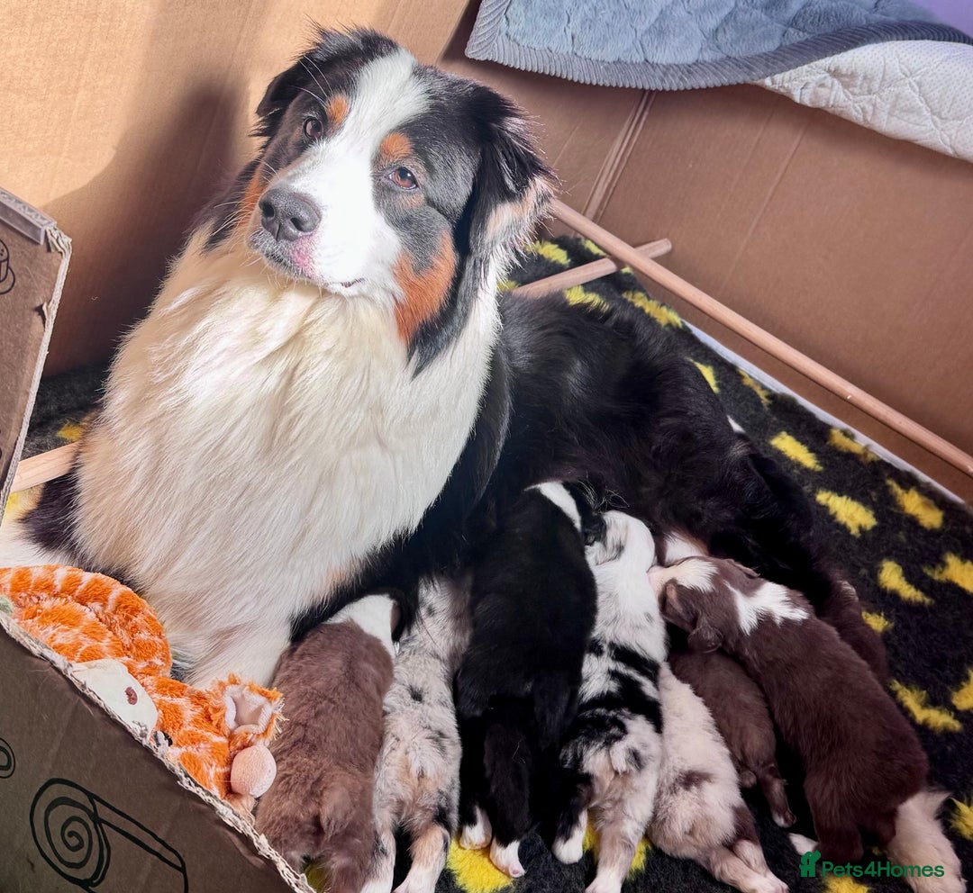 Australian Shepherd dogs for sale: Superbly Bred, Top Quality Pups - Image 1