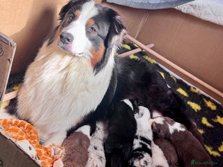Australian Shepherd dogs - Advert 2